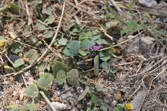 Desmodium gangeticum